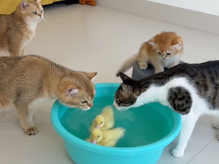 スイスイ泳ぐヒナを覗き込む子猫さん、その動きが気になって仕方ない