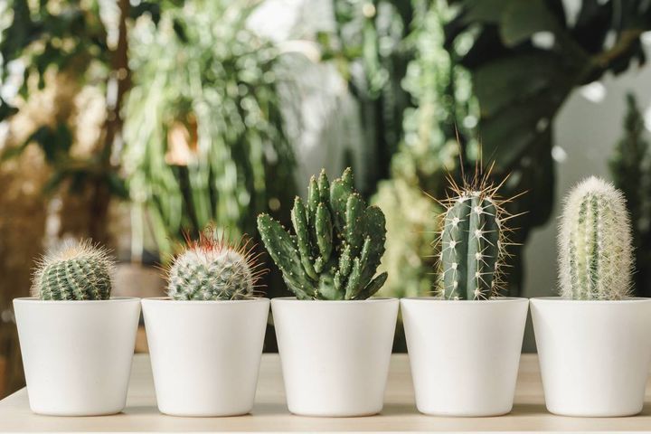 庭 対人運 下がる とげのある植物