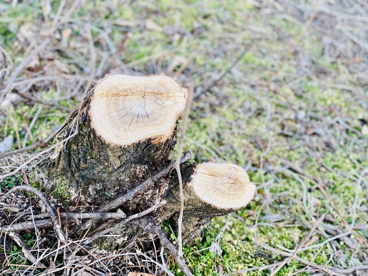 庭 対人運 下がる 枯れた植物 切り株