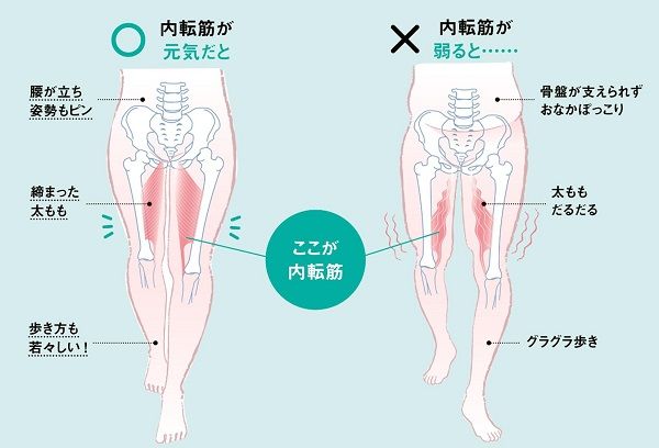 内転筋は放っておくとすぐに怠ける「おサボリ筋」
