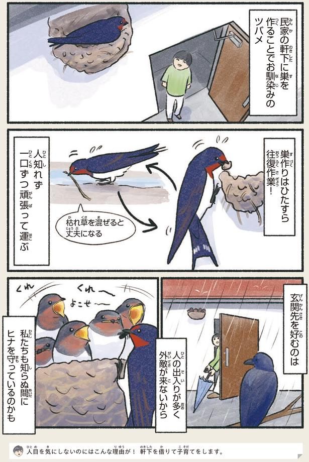 私たちも知らぬ間にヒナを守っているのかも （C）piro piro piccolo／KADOKAWA