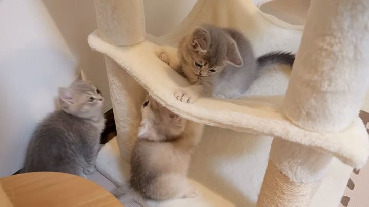 巨大キャットタワーに大興奮の子猫達