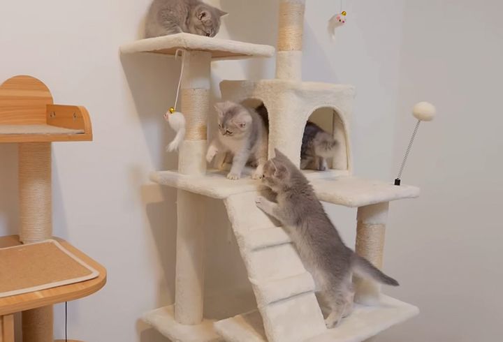 巨大キャットタワーに大興奮の子猫達
