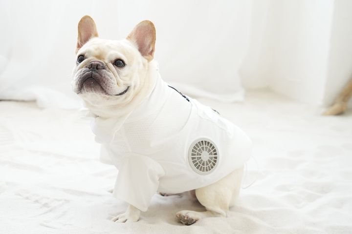 白いフレンチブルドッグが着用する「空調ペット服(R)バルーンタイプ」
