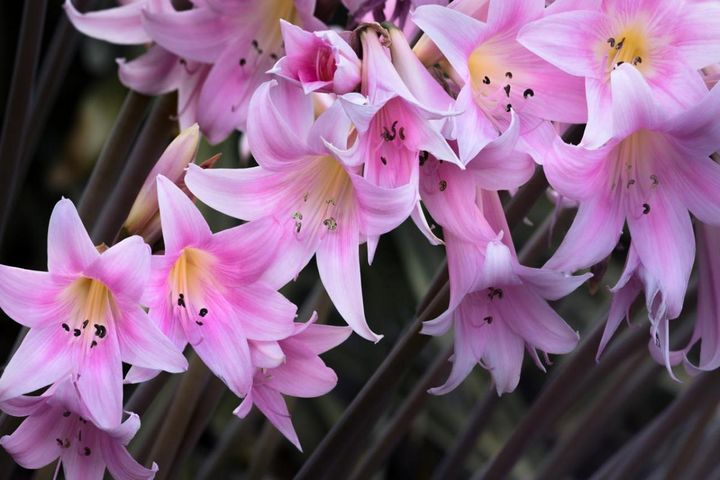 秋に香る球根の花「ベラドンナリリー」とは？植えっぱなしでOK。育て方のコツ