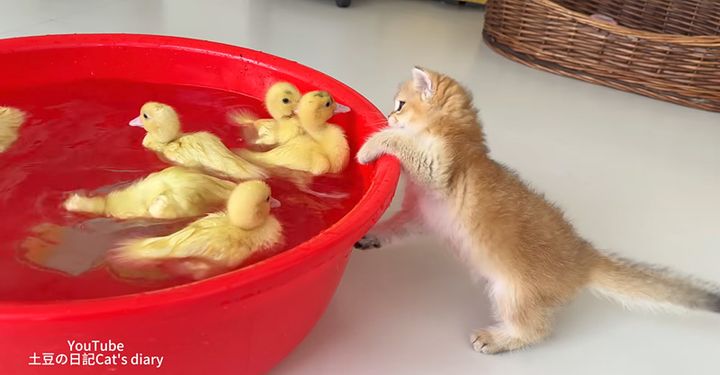 ヒナを助けようとする子猫