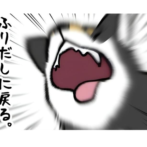 柴犬兄弟のケンカが多い問題を相談した結果 ユウコトリトリ(@yuko_toritori)