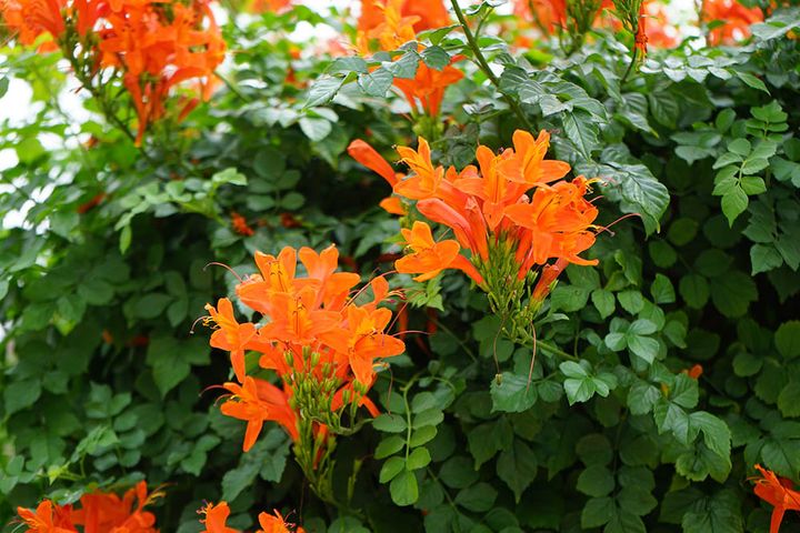 ヒメノウゼンカズラ Tecomaria capensis