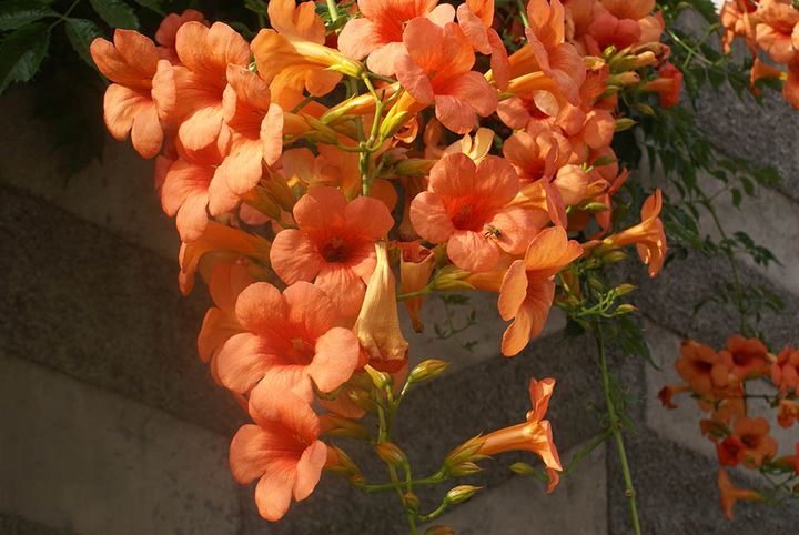 タグリアブアナ Campsis × tagliabuana