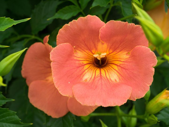 ノウゼンカズラの花
