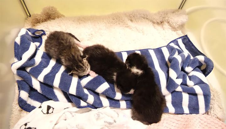 仲良く並んで眠る子猫達