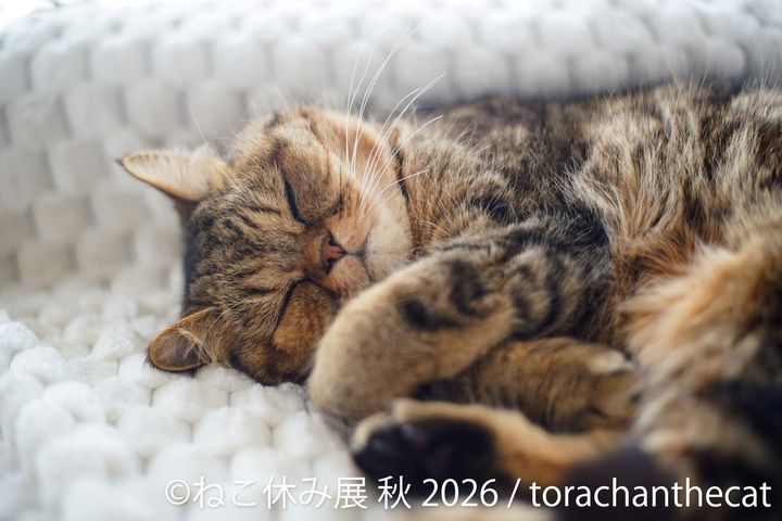 「torachanthecat」の展示作品