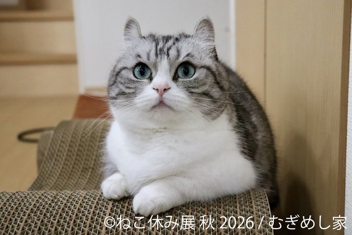 「むぎめし家」の新作展示作品