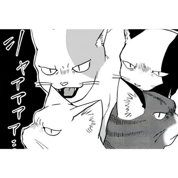 猫の手も借りたい シメジリンゴ(@matumatusimezi)