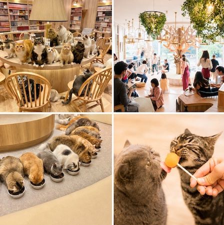 推し猫を応援！850匹以上が参加する「MOCHAにゃんず総選挙2026」を、世界同時開幕