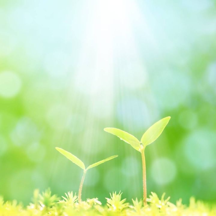 双葉と太陽