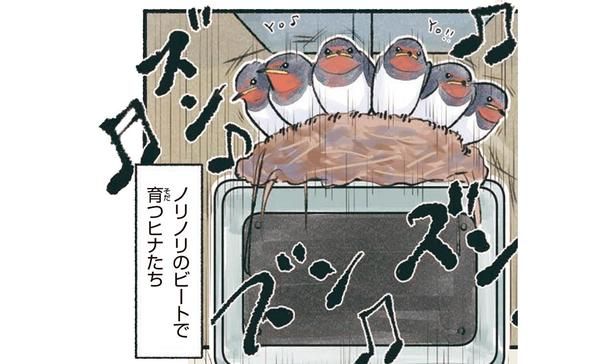 ノリノリのビートで育つヒナたち （C）piro piro piccolo／KADOKAWA