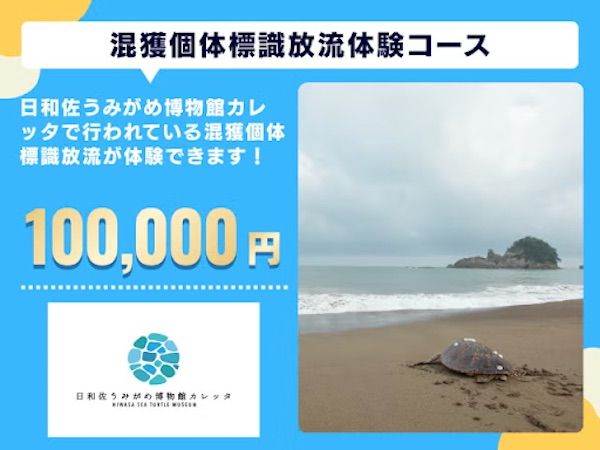 【徳島県美波町】ウミガメ専門の博物館がクラファンを実施中！ウミガメを守る輪をさらに広げる