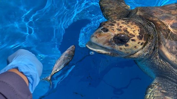 【徳島県美波町】ウミガメ専門の博物館がクラファンを実施中！ウミガメを守る輪をさらに広げる