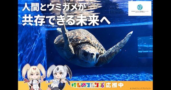 【徳島県美波町】ウミガメ専門の博物館がクラファンを実施中！ウミガメを守る輪をさらに広げる