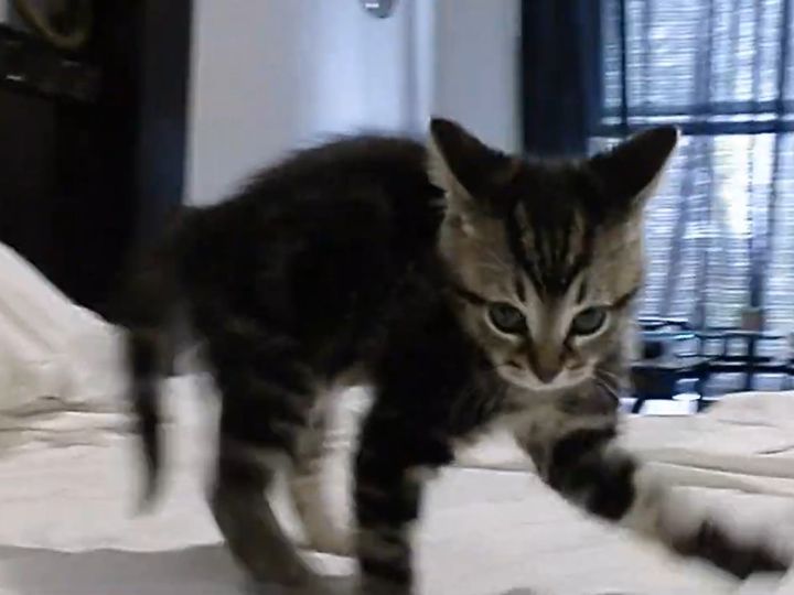 かわいい子猫による、通称「やんのかステップ」！