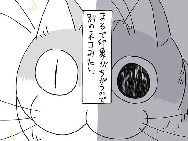 ネコの瞳 （C）キュルZ／KADOKAWA
