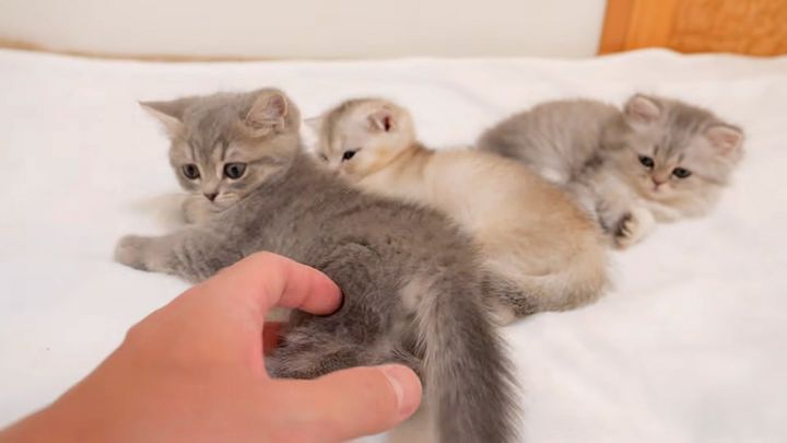 遊び疲れた子猫達
