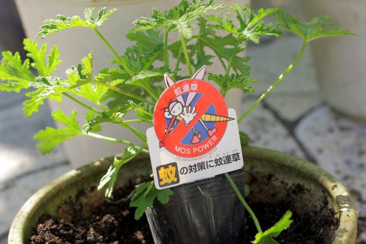 蚊連草（センテッドゼラニウム）