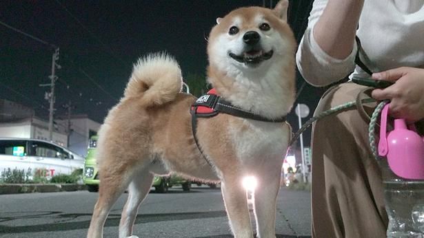 初めての「青森ねぶた祭」を楽しむはちくん