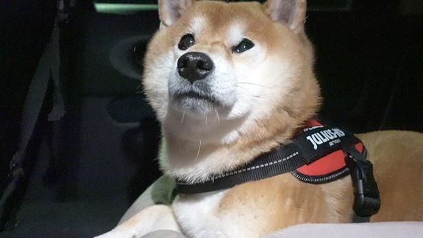 祭りを満喫したはちくん