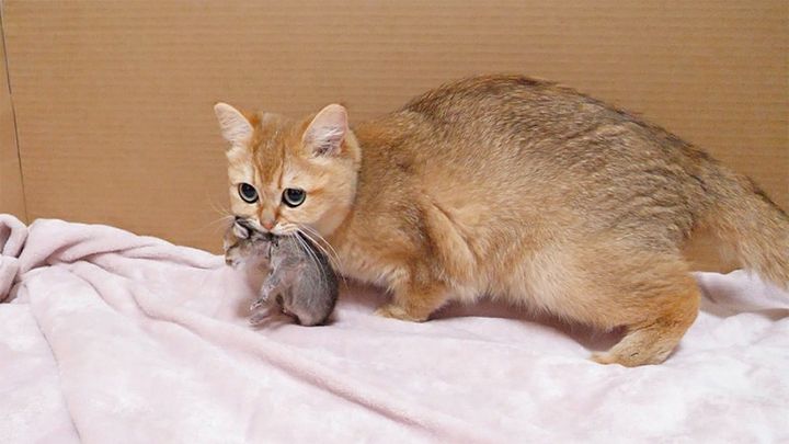 子猫を咥える母猫