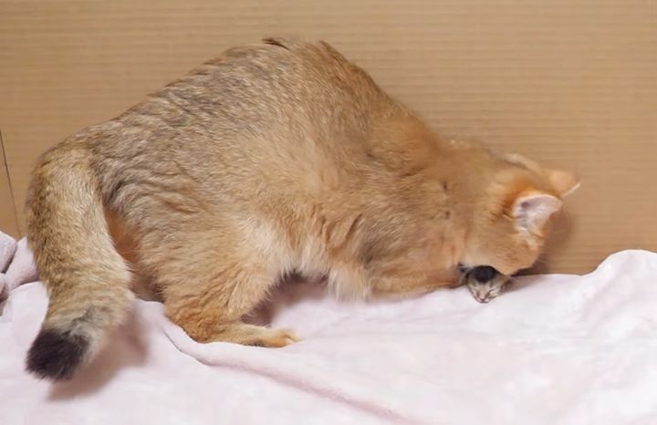子猫を隠そうとする母猫