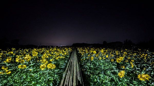 【熊本県西原村】10万本のヒマワリ畑で光に包まれた幻想的な体験「光るヒマワリ迷路2026」阿蘇で開催
