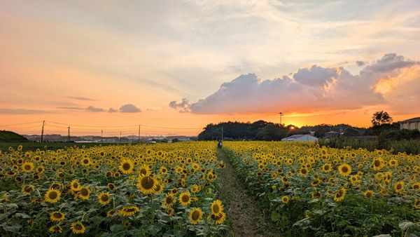 【熊本県西原村】10万本のヒマワリ畑で光に包まれた幻想的な体験「光るヒマワリ迷路2026」阿蘇で開催
