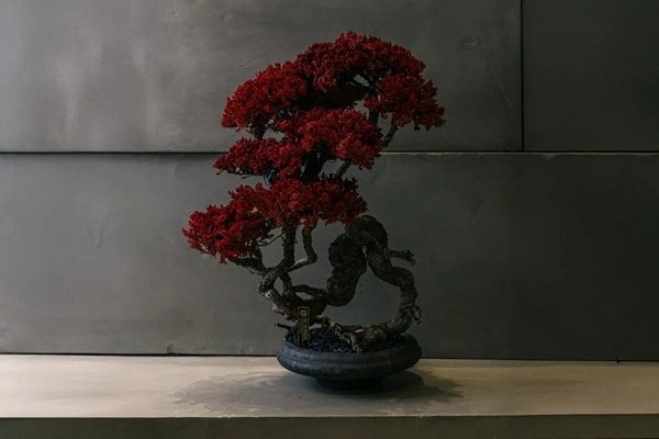【東京都渋谷区】TOUFU TOKYOがポップアップを開催！アップサイクル盆栽アート「RE BONSAI」を販売