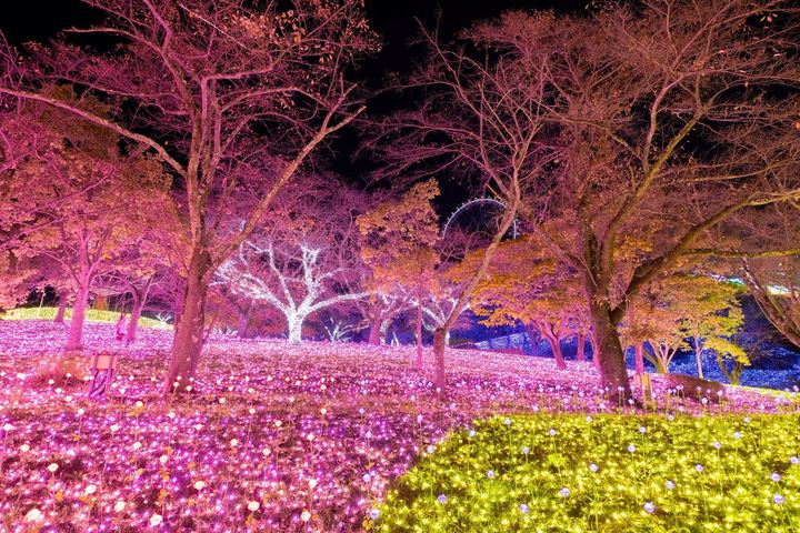 ピンク・紫・黄・青の光に包まれた斜面の樹木のイルミネーション