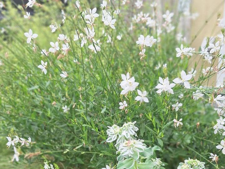 白い蝶のようなガウラの花