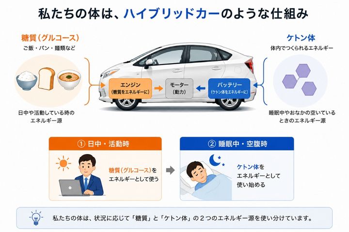 ハイブリッドカーのような体の仕組み