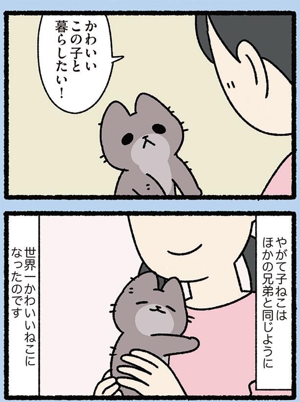 世界一かわいいねこになったのです （C）ぱんだにあ／KADOKAWA