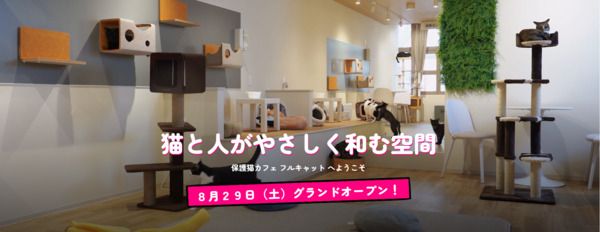 【宮城県仙台市】保護猫カフェ「フルキャット」オープン！人と猫が幸せに暮らせるまちづくりに貢献