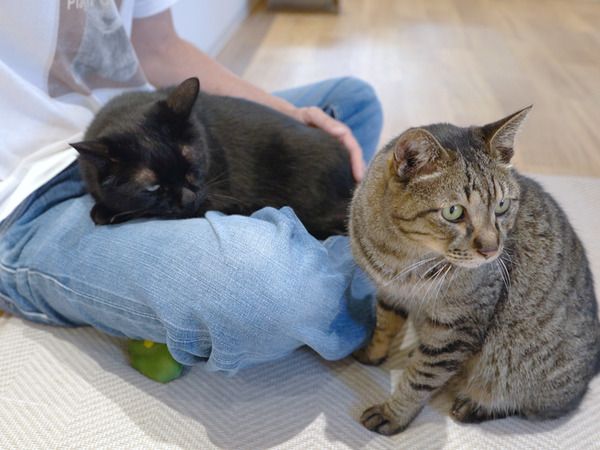 【宮城県仙台市】保護猫カフェ「フルキャット」オープン！人と猫が幸せに暮らせるまちづくりに貢献