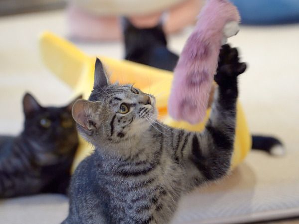 【宮城県仙台市】保護猫カフェ「フルキャット」オープン！人と猫が幸せに暮らせるまちづくりに貢献