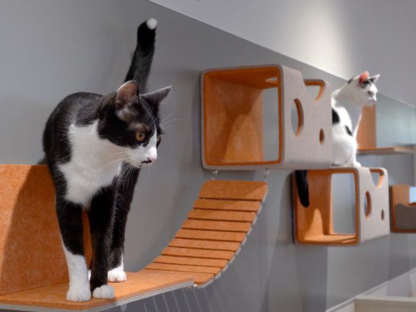 【宮城県仙台市】保護猫カフェ「フルキャット」オープン！人と猫が幸せに暮らせるまちづくりに貢献
