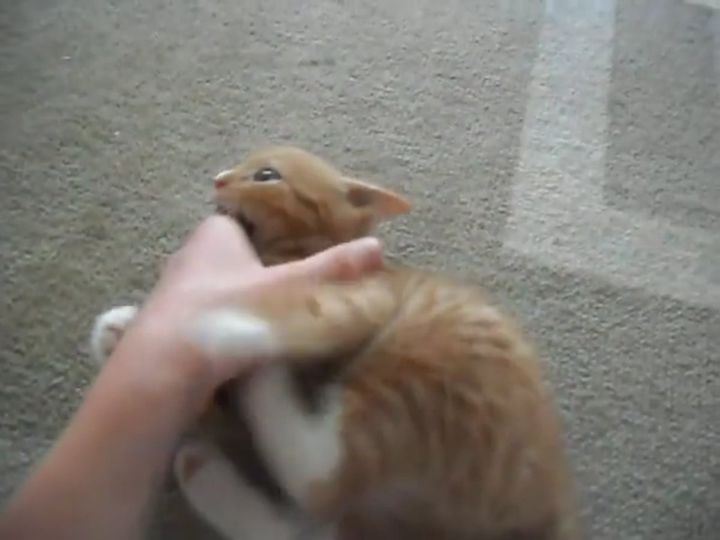 最高にキュートな子猫の戦い！