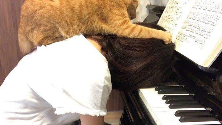 ピアノの練習中に乗ってくる猫