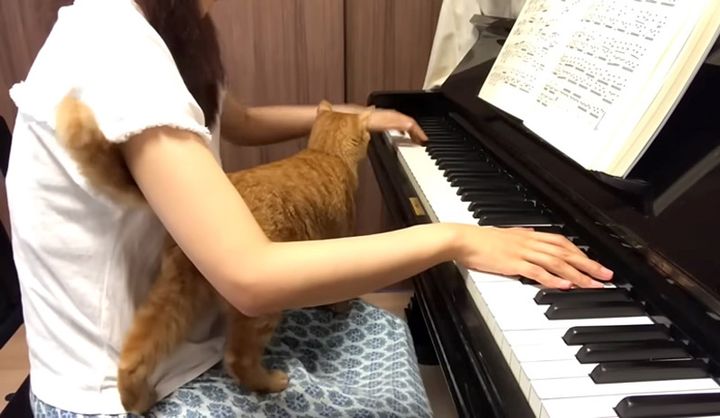 ピアノの練習中に乗ってくる猫
