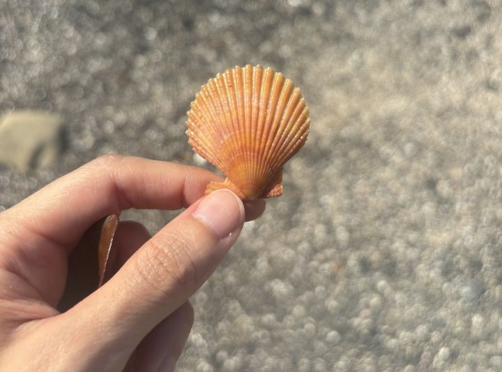 かわいらしい貝殻との出会いも