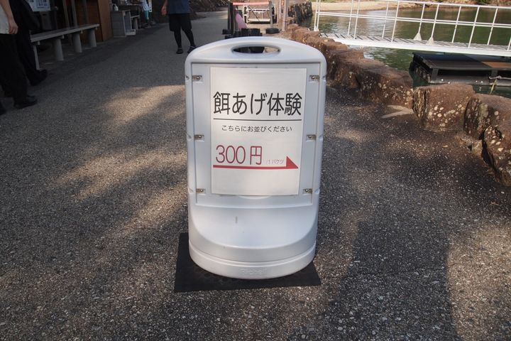 手軽にクジラたちとのふれあいを楽しめる