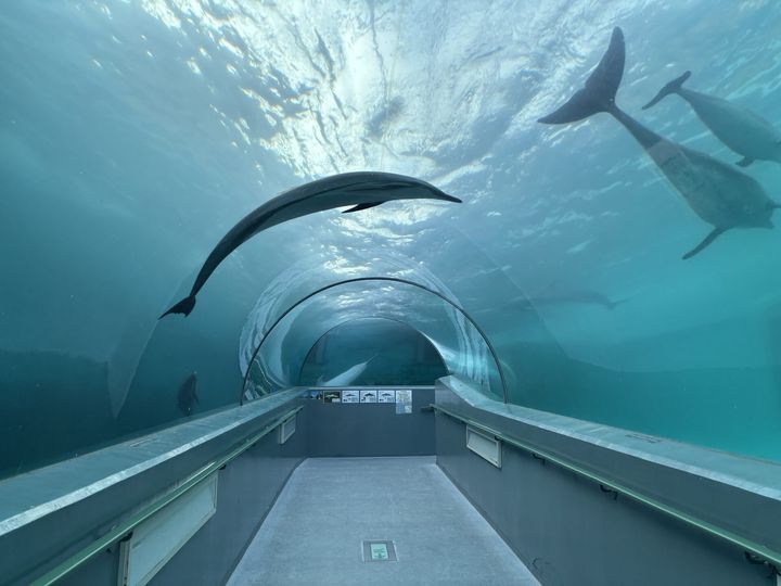 頭上をイルカが泳ぐ迫力満点のトンネル水槽