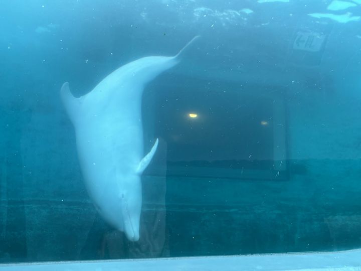 大水槽を悠々と泳ぐ珍しいアルビノのバンドウイルカ